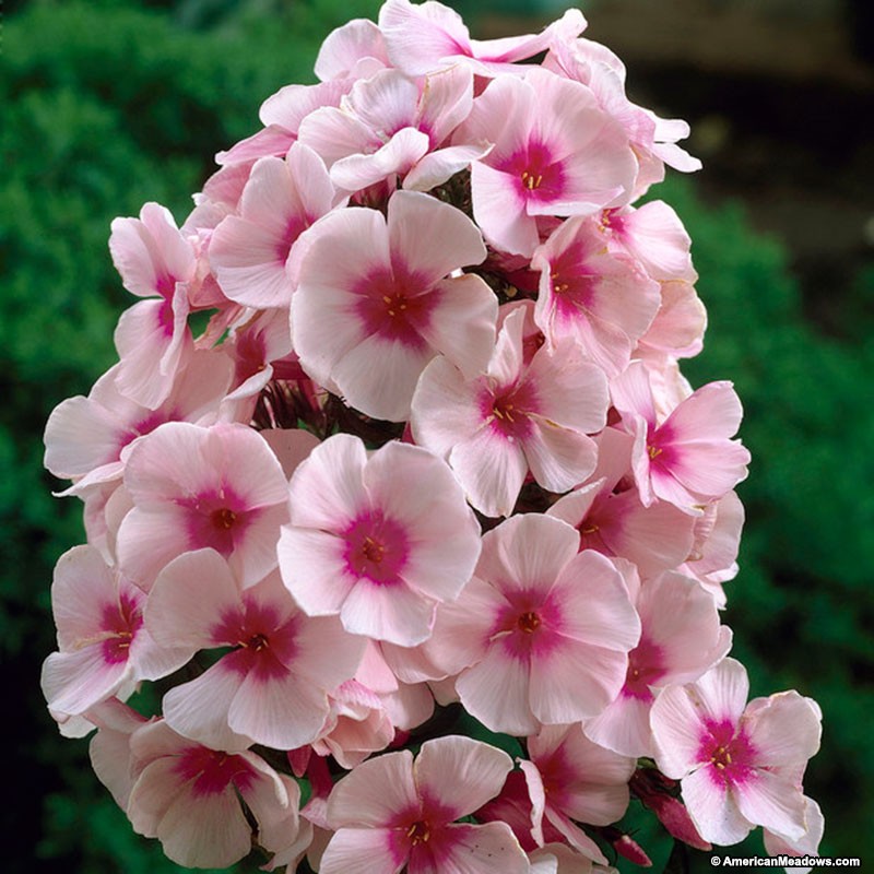 Phlox_Bright_Eyes